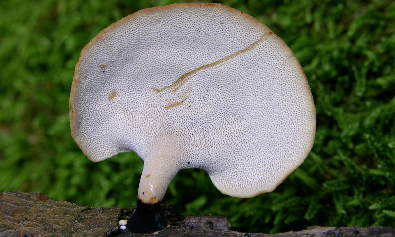 Polyporus varius (Pers.:Fr.)Fries